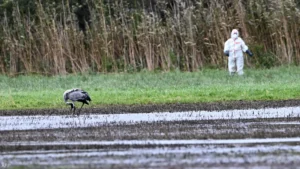 ألمانيا تدق ناقوس الخطر بعد ارتفاع غير مسبوق في حالات إنفلونزا الطيور
