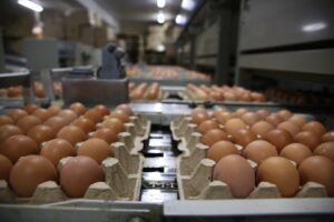 قطاع الدواجن بخطر..والسبب الكهرباء؟!