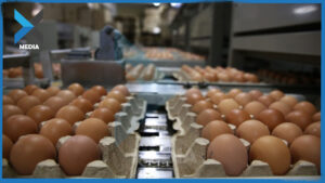 تناسب عكسي.. تفاوت بأسعار الفروج والبيض في سوريا ؟!