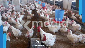 ما حقيقة وجود أمراض في الدواجن بسوريا؟!
