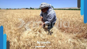 غضب واسع في سوريا بعد تسعيرة القمح الجديدة.. هل تدخل البلاد أزمة غذاء جديدة؟