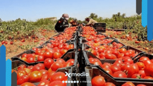 مزارعو الجنوب السوري يلوّحون بإضراب عام احتجاجًا على أزمة تسويق البندورة وارتفاع التكاليف